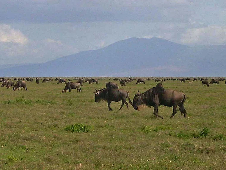 Tansania Serengeti Gnus