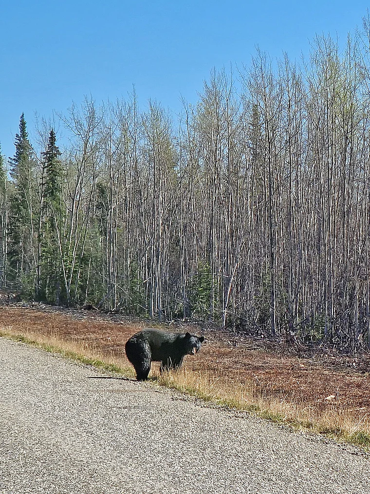 Yukon Schwarzbär an der Straße