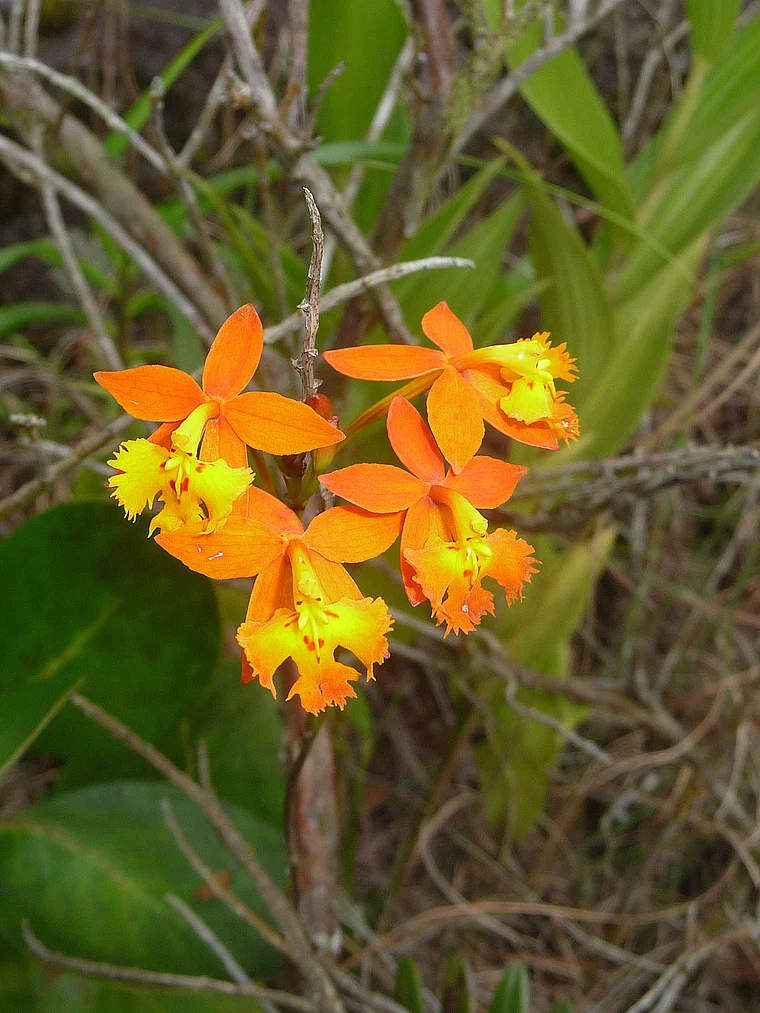 Costa Rica Arenal Naturschutzgebiet Orchidee