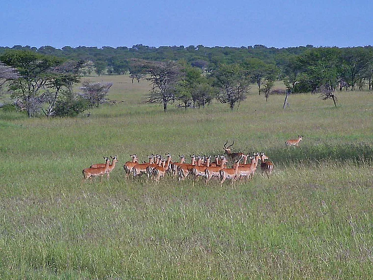 Tansania Serengeti Antilopen