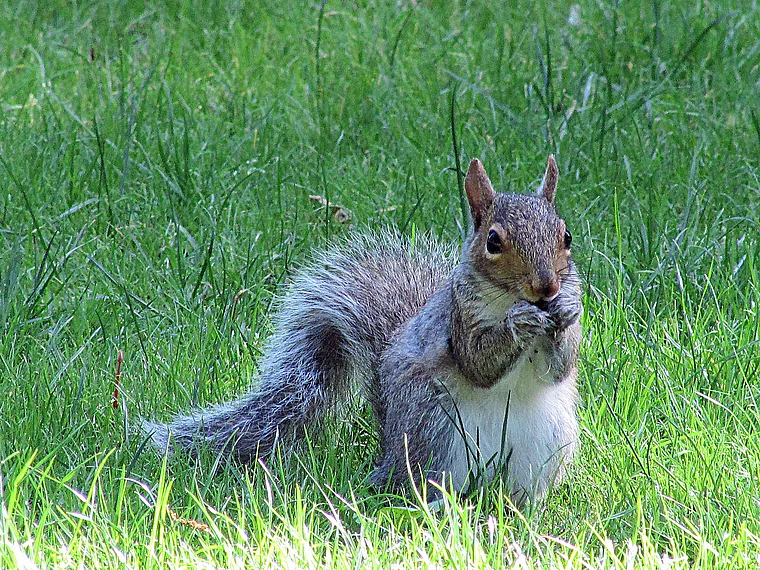 New Haven Connecticut Eichhörnchen