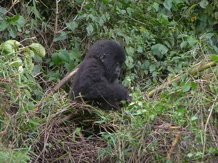 Ruanda Volcanoes National Park Gorilla hantiert mit Bambus