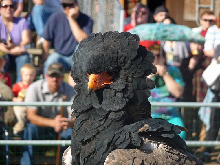 Alaska State Fair Greifvogelschau