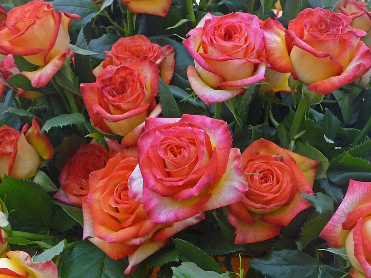 Koblenz Bundesgartenschau Rosenbeet