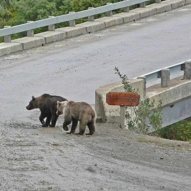 Alaska Denali National Park Bären Schild East Fork