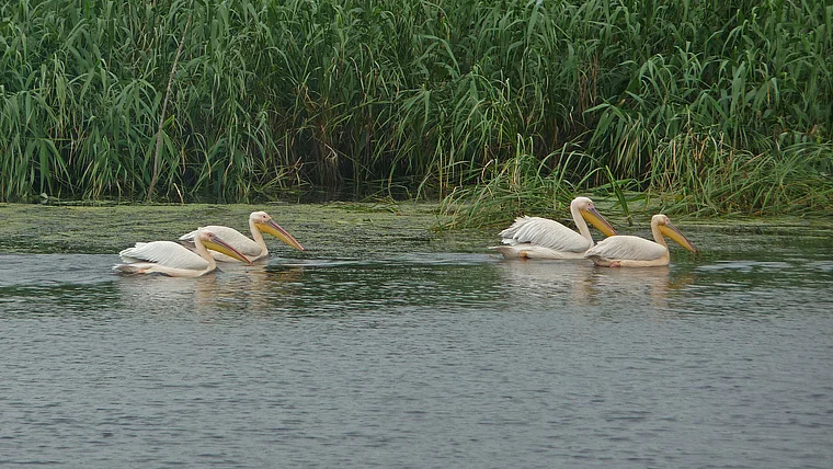 Rumänien Donau Delta Pelikane schwimmend