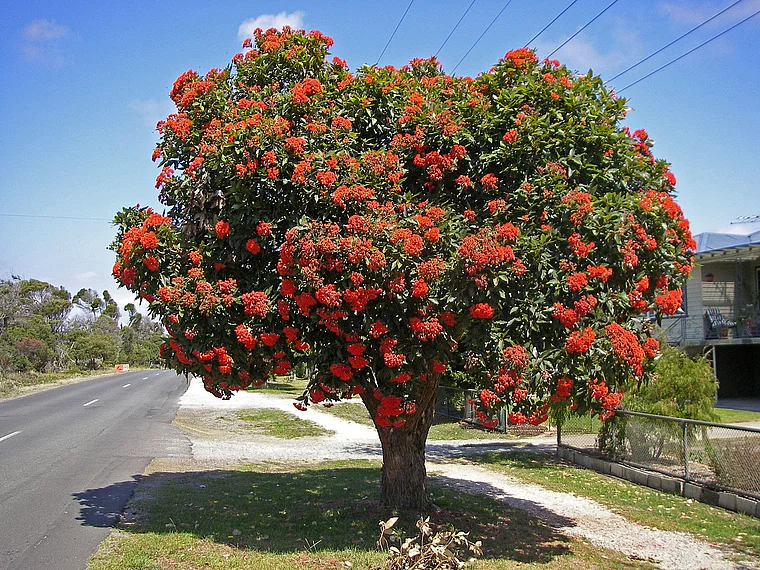 Tasmanien rot blühender Baum