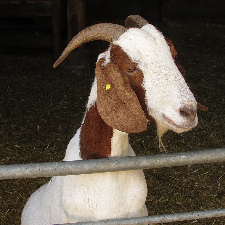 Hohentwiel Ziege