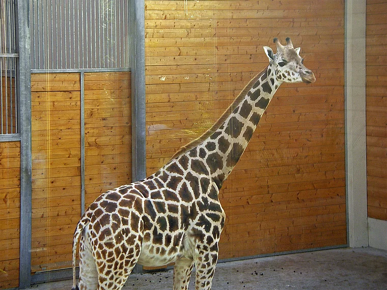Kronberg Opelzoo Giraffe