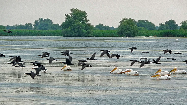 Rumänien Donau Delta Kormorane fliegend