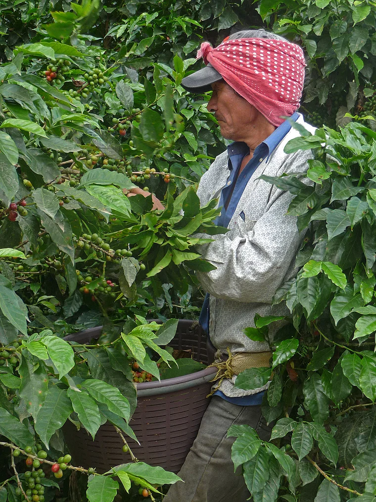 Costa Rica Valle de Orosi älterer Kaffeepflücker von der Seite