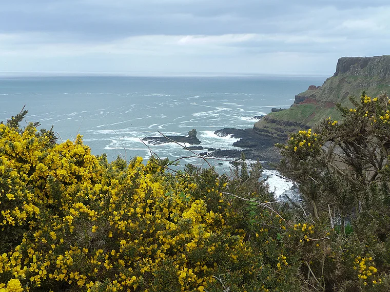 Nordirland Giant's Causeway Ginster