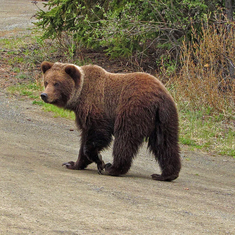 Yukon Grizzly nah
