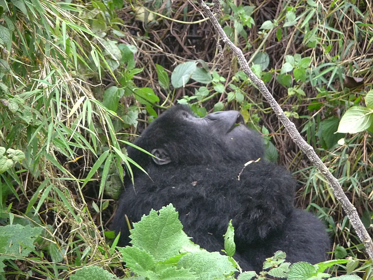 Ruanda Volcanoes National Park Gorilla schaut nach oben