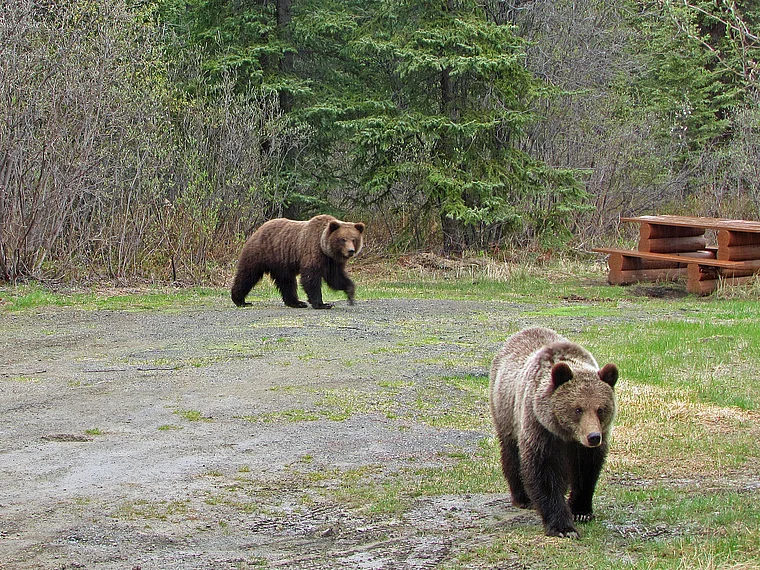 Yukon Grizzlybären