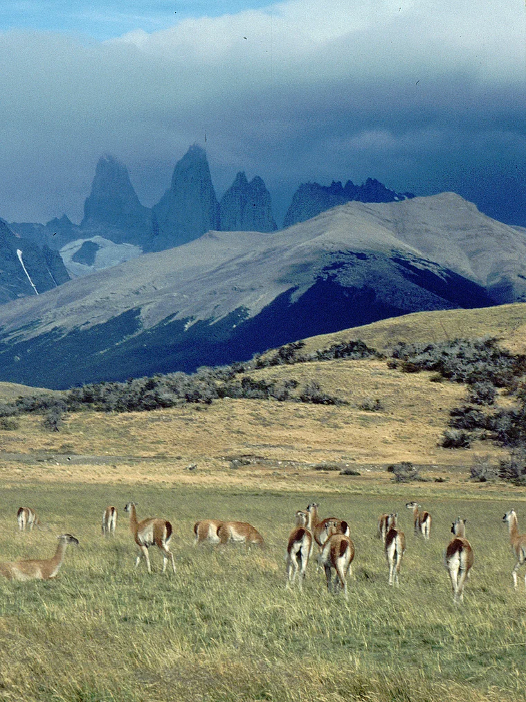 Chile Torres del Paine Guanakos