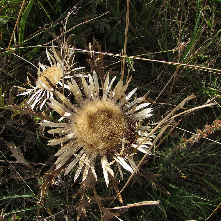 Hohentwiel Silberdistel