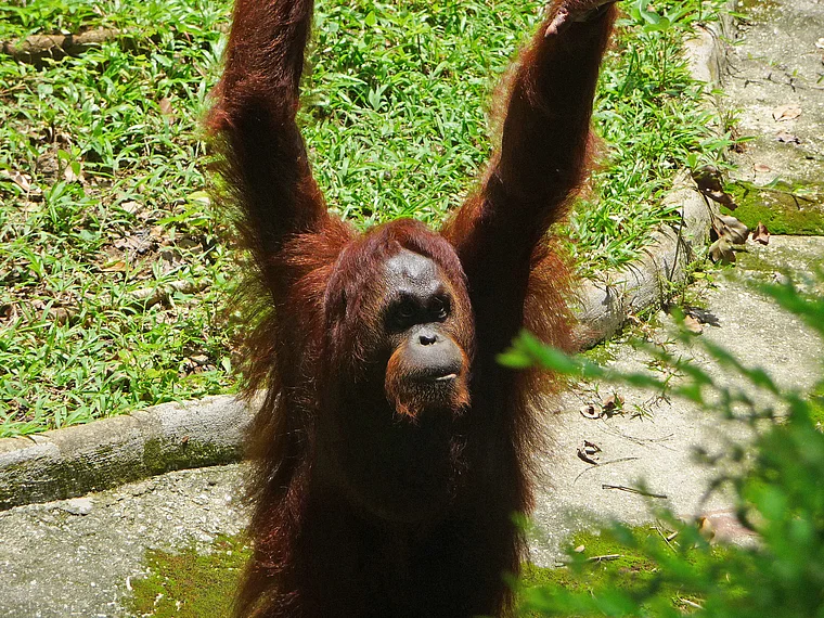 Kuala Lumpur Zoo Orang Utan