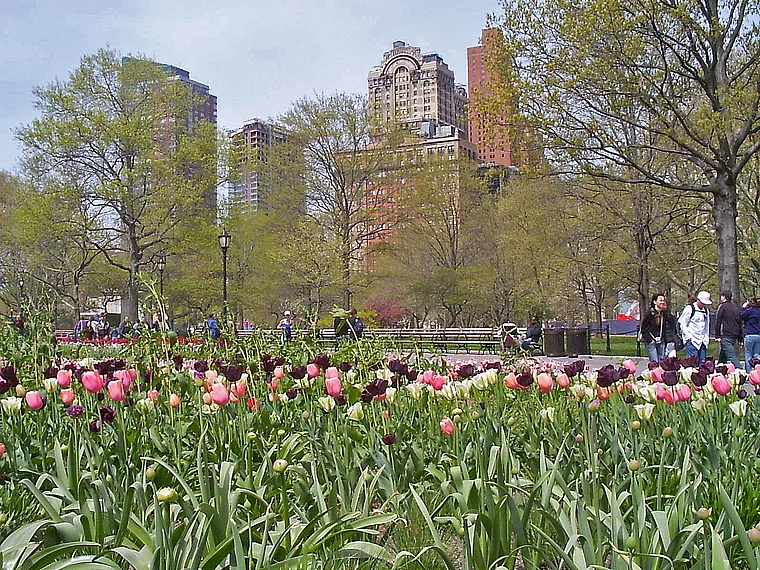 New York Central Park Tulpen