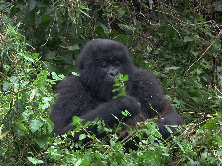 Ruanda Volcanoes National Park junger Berggorilla 