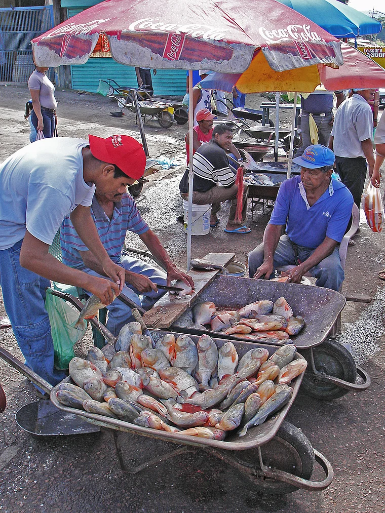 Venezuela Schubkarren voller Piranhas