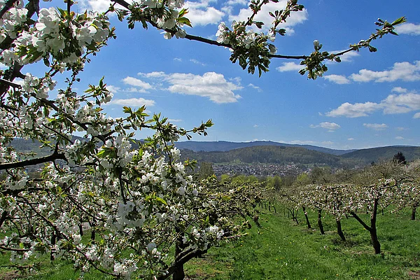Witzenhausen Kirschblüte