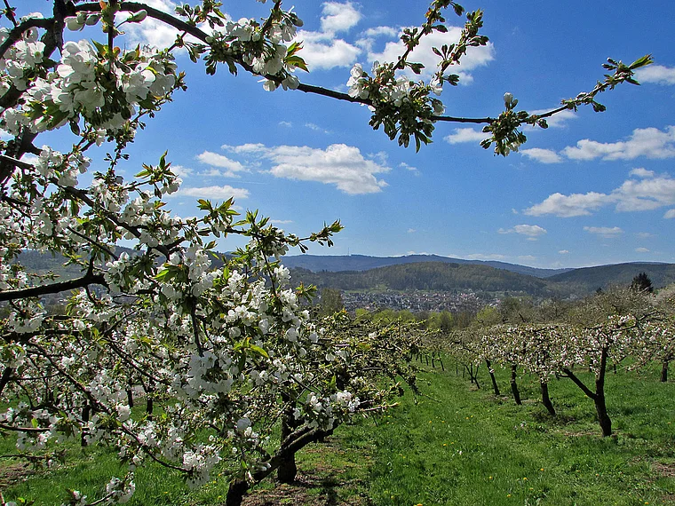 Witzenhausen Kirschblüte