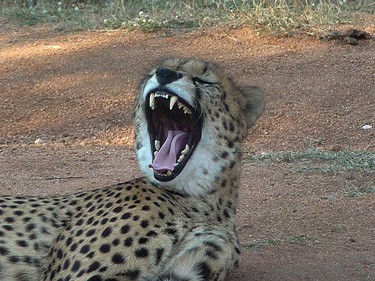 Südafrika Ann van Dyk Cheetah Centre gähnender Gepard nah