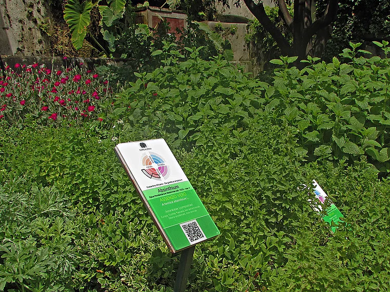 Salerno Giardino della Minerva Kräutergarten