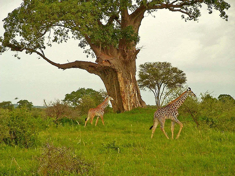 Tansania Lake Manyara 2 Giraffen