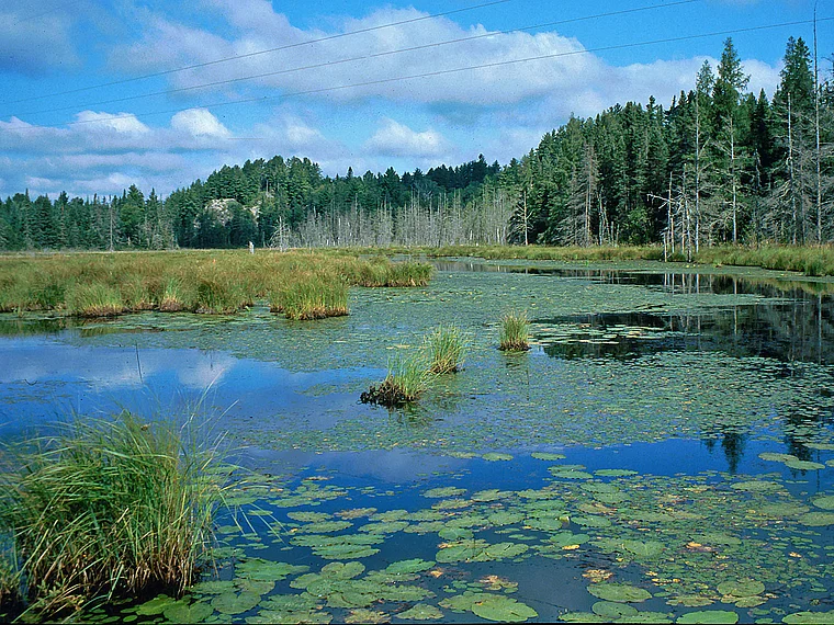 Michigan Van Riper State Park Totale