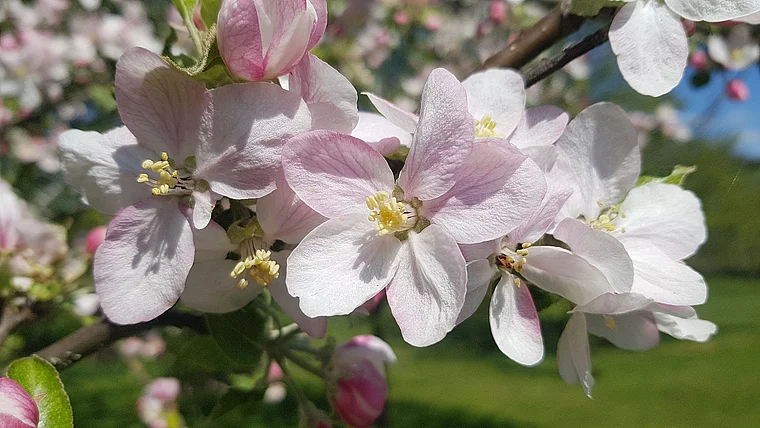 Mücke Höckersdorf Apfelblüte