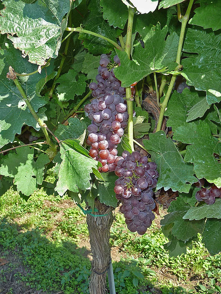 Zweigelt Trauben