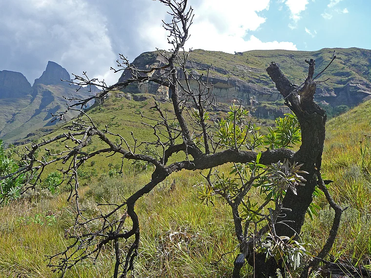  Südafrika Drakensberge toter Baum