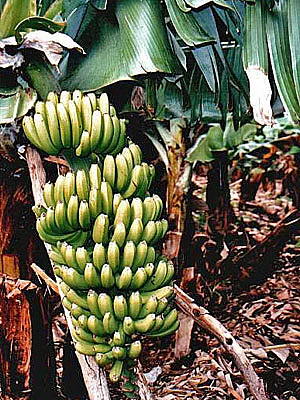 Madeira Bananenstaude