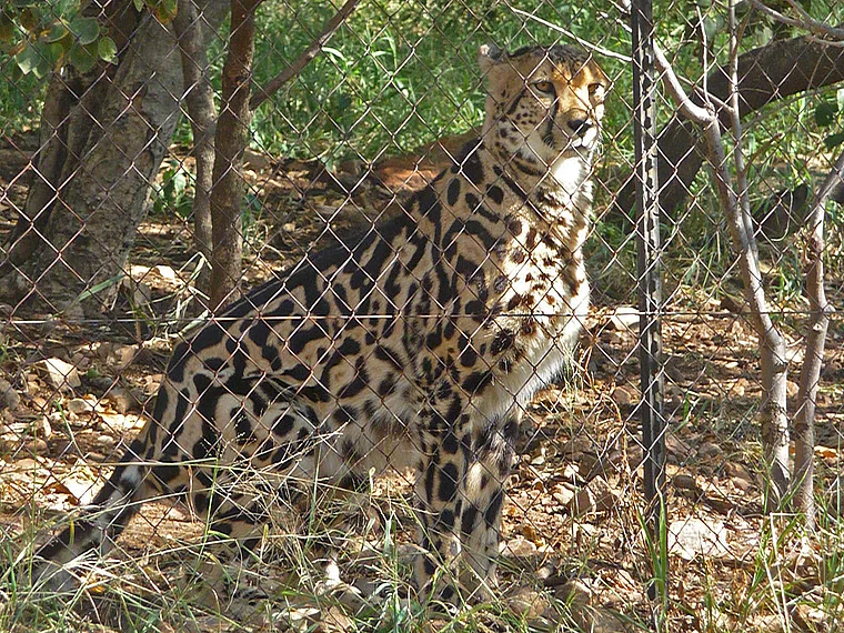 Südafrika Ann van Dyk Cheetah Centre Gepard hinter Maschendrahtzaun