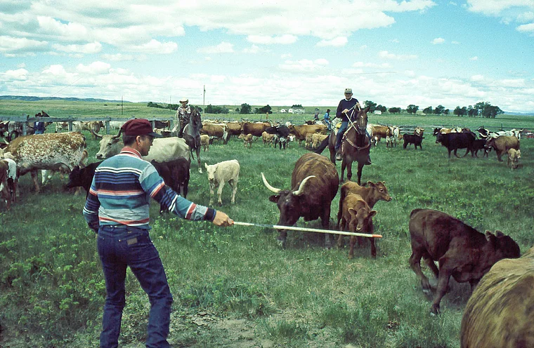 South Dakota Whitewood Creek Ranch Cowboys beim Branding