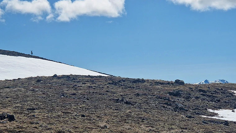 Yukon Nares Mountain Karibu