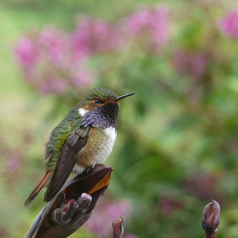 Costa Rica Kolibri nah