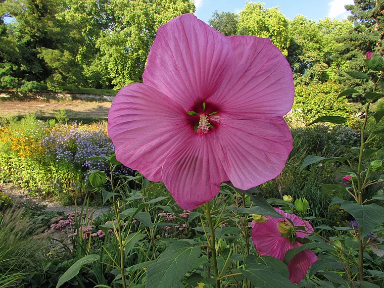 Insel Mainau Hibiskus
