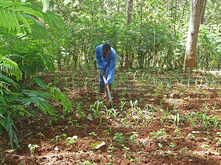 Ruanda Agroforst Projekt nah