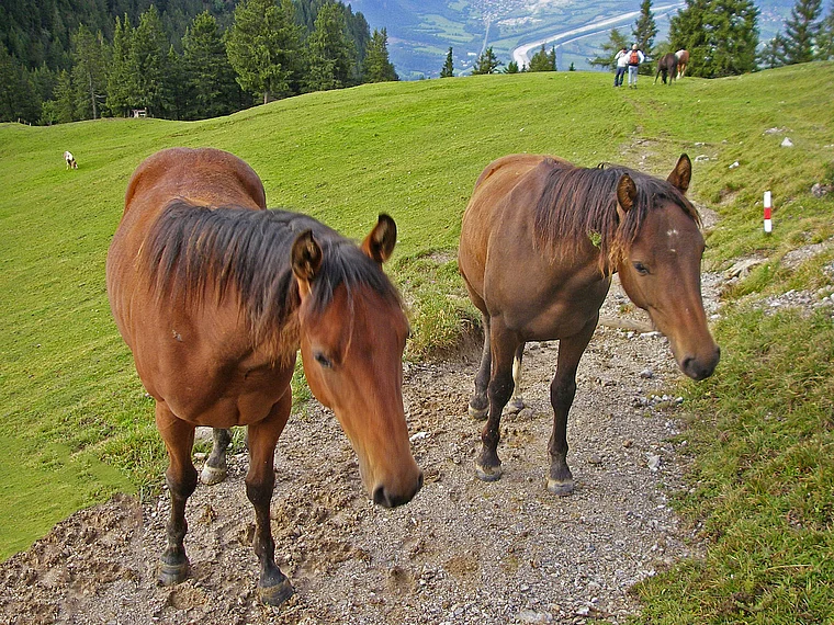 Liechtenstein Fürstensteig Alm mit Pferden nah