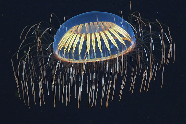Qualle im Aquarium von Nausicaá