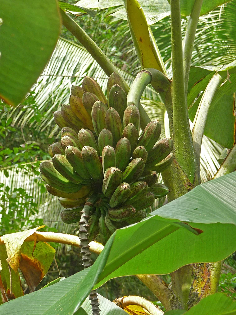 Costa Rica Staude mit Kochbananen