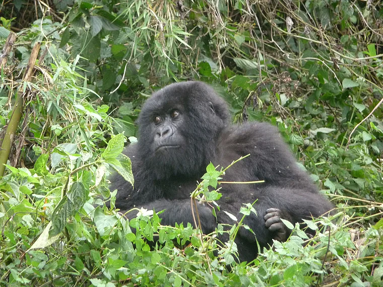Ruanda Volcanoes National Park Gorilla schaut fragend