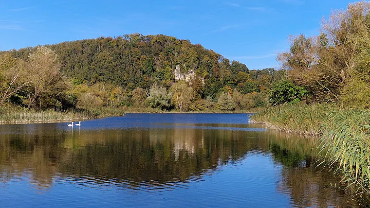 Eschwege Albungen Fischteich Schwäne