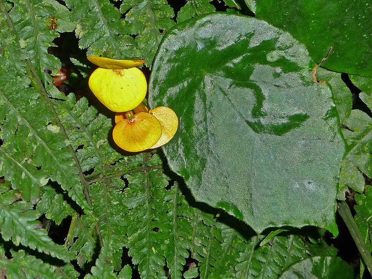 Ruanda Nyungwe National Park Begonie nah