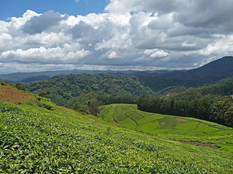 Ruanda Teeplantage