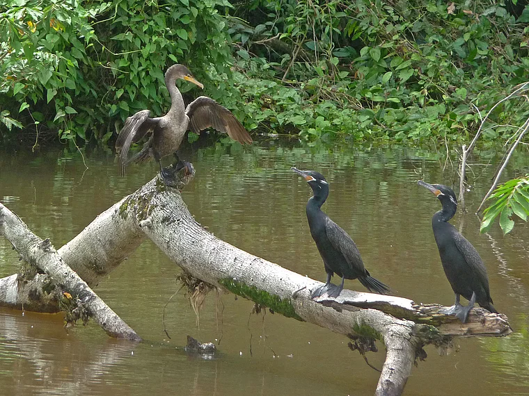 Costa Rica Refugio de Vida Silvestre Caño Negro Kormorane