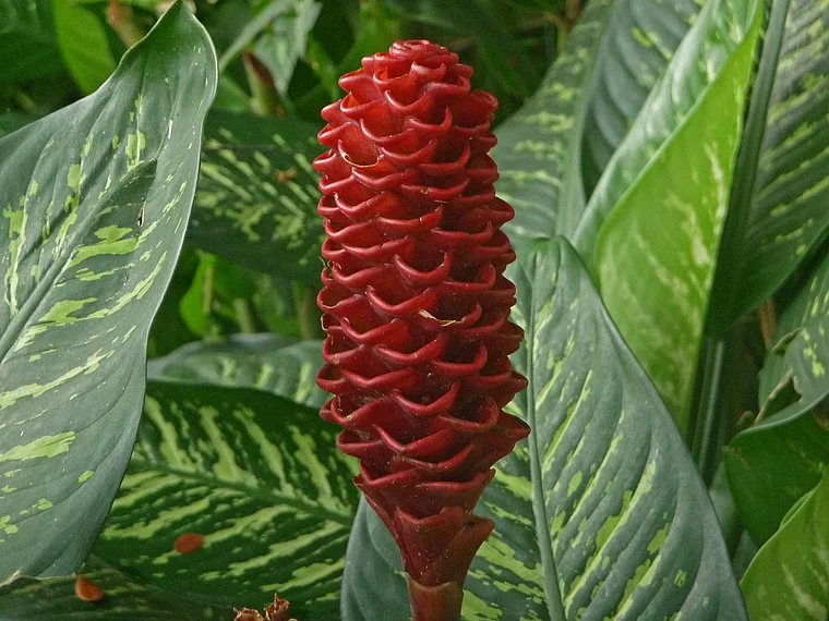 Malaysia Taman Negara rote Scheinblüte